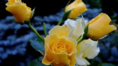 Nature roses Yellow Rose