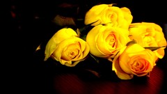 Nature roses Yellow Rose