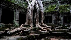 nature ruins ancient Angkor Wat temple cambodia stones old Trees