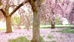 Nature sakura falling cherry blossoms