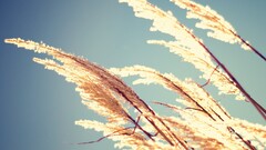 nature sea grass Plants