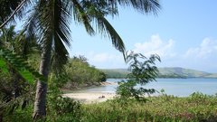 Nature Sea palm Trees