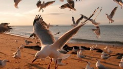 Nature seagulls