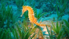 Nature seahorses