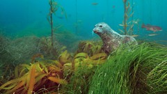 Nature Seals Bank underwater national geographic