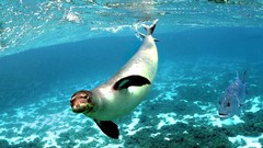 Nature Seals fish underwater