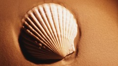Nature seashells