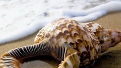 Nature seashells Sea Beaches
