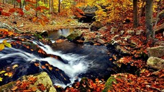 Nature seasons autumn forests