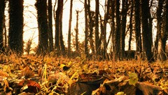 Nature seasons autumn forests