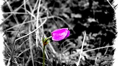 Nature selective coloring