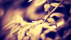 Nature sepia macro depth
