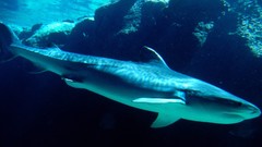 Nature Sharks Bahamas