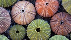 Nature shells skeletons