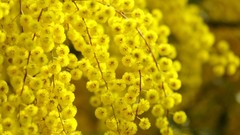 Nature shrubs acacia yellow flowers