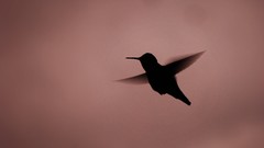 Nature silhouettes hummingbirds