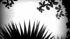 Nature silhouettes palm leaves grayscale