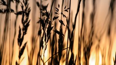 Nature silhouettes sunlight