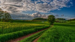 nature sky clouds field landscape pathway outdoors Plants