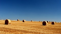 Nature skylines fields summer