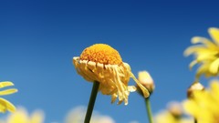 Nature skylines Flowers flower