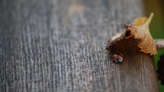 Nature snails close-up Bug molluscs
