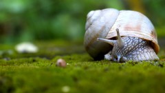 Nature snails depth of field molluscs