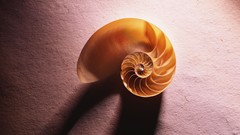 Nature snails insects