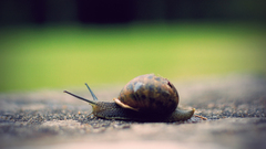 Nature snails macro depth