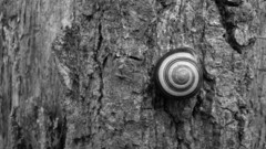Nature snails molluscs
