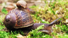 Nature snails molluscs