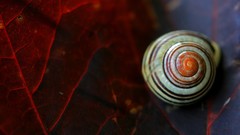 Nature snails molluscs