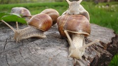 Nature snails molluscs