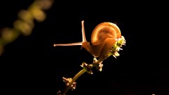 Nature snails molluscs