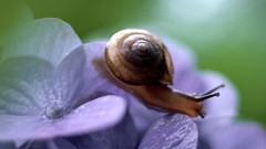 Nature snails purple flowers molluscs
