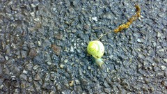 Nature snails roads