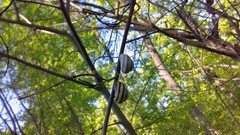 Nature snails spring forests