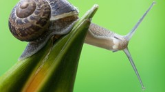 Nature snails wildlife molluscs