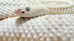 Nature snakes