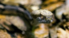 Nature snakes Reptiles depth of field rattlesnakes Cottonmouth