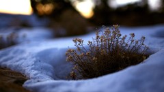 Nature snow