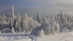 Nature snow