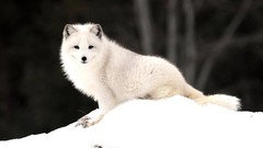 Nature snow Animals arctic fox foxes