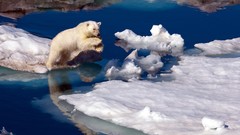 Nature snow Animals Arctic Polar Bears