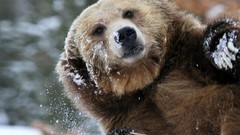 Nature snow Animals Bears