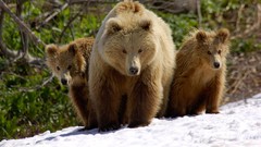 Nature snow Animals Bears cubs
