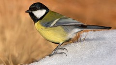 Nature snow Animals Birds Great Tit