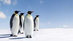 Nature snow Animals Birds Penguins