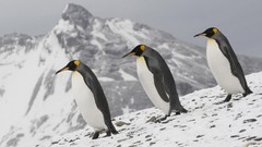 Nature snow Animals Birds Penguins Alaska