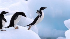 Nature snow Animals Birds Penguins Antarctica